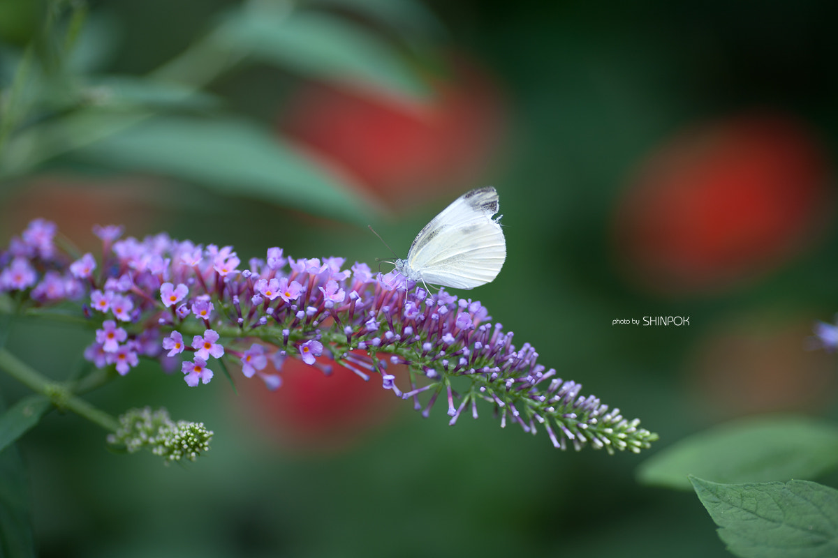 Canon EOS 5D + Canon EF 135mm F2L USM sample photo. F& photography