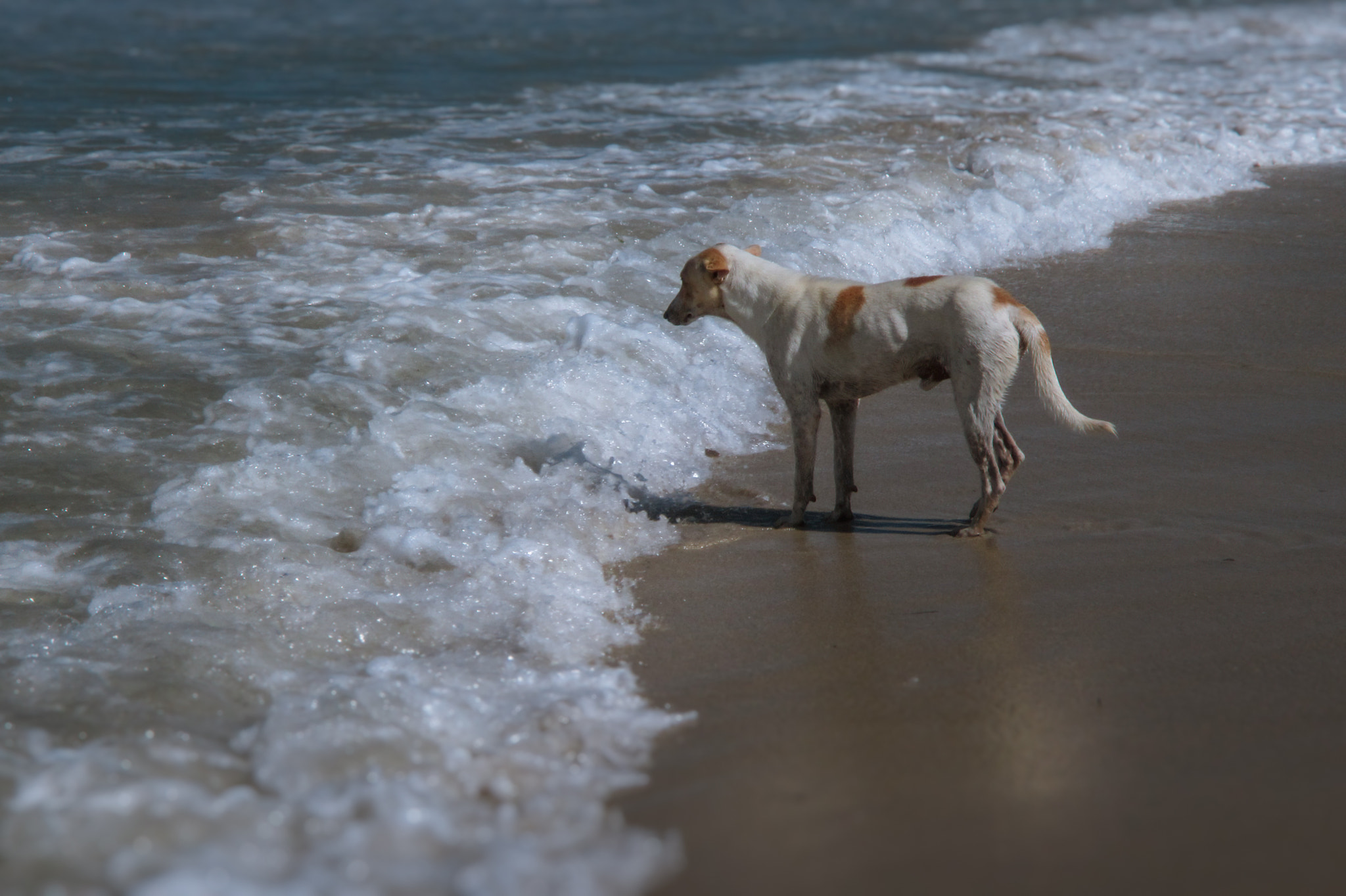 Canon PowerShot ELPH 100 HS (IXUS 115 HS / IXY 210F) sample photo. Собака на море, а ты - нет! photography