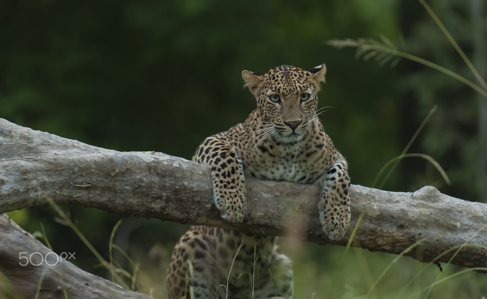Nikon D200 sample photo. Indian leopard photography