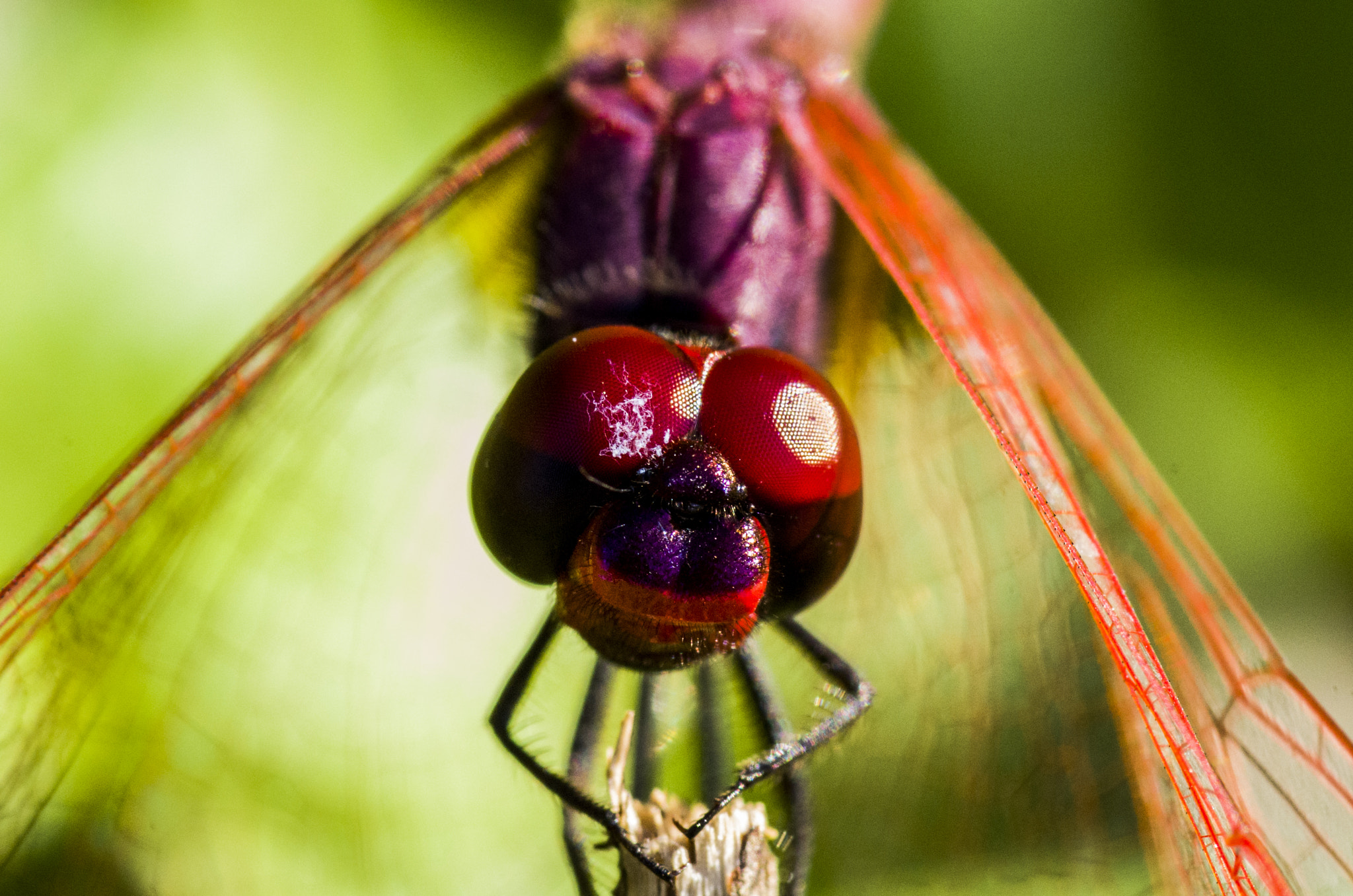 Pentax smc D-FA 100mm F2.8 macro sample photo. Eyes photography