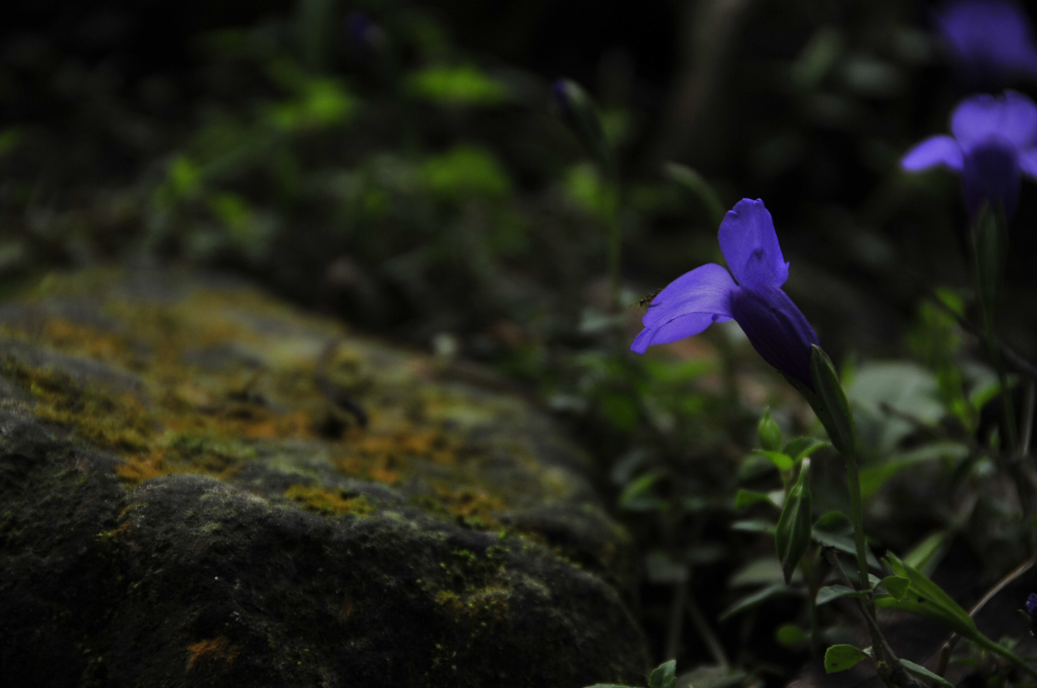 Nikon D3 sample photo. .. photography