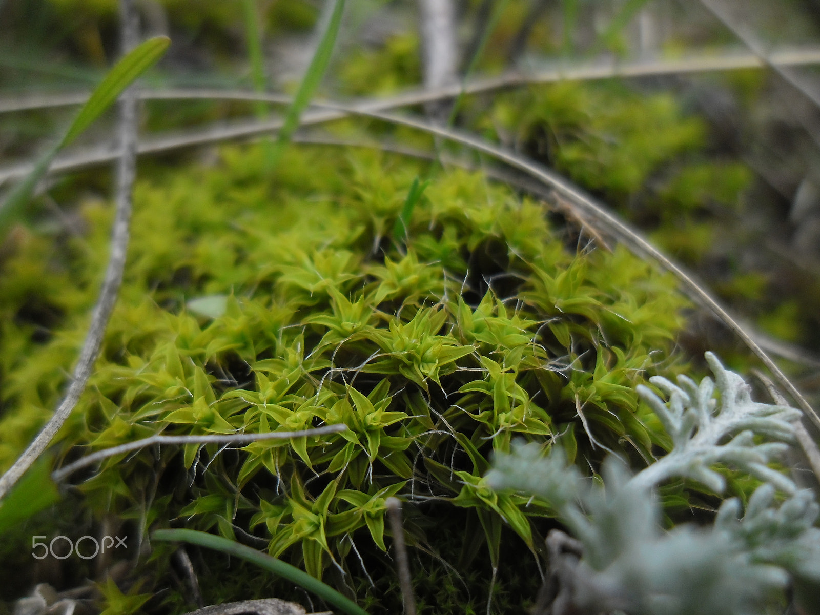 Samsung ES90/ ES91 sample photo. " moss "... photography