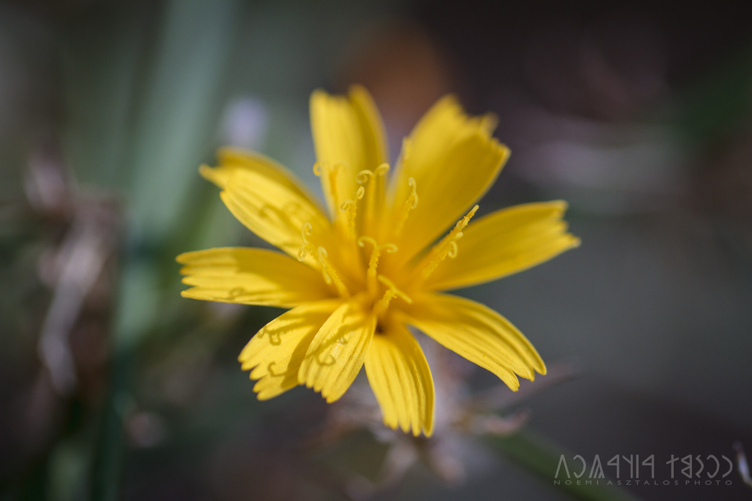 Canon EF 180mm F3.5L Macro USM sample photo. Autumn beauty photography
