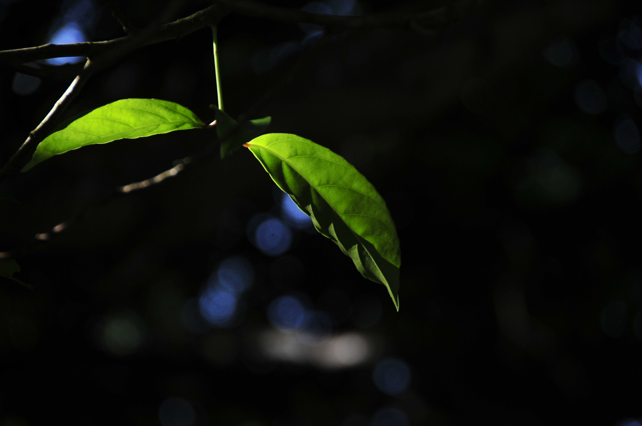 Nikon D3 sample photo. .. photography