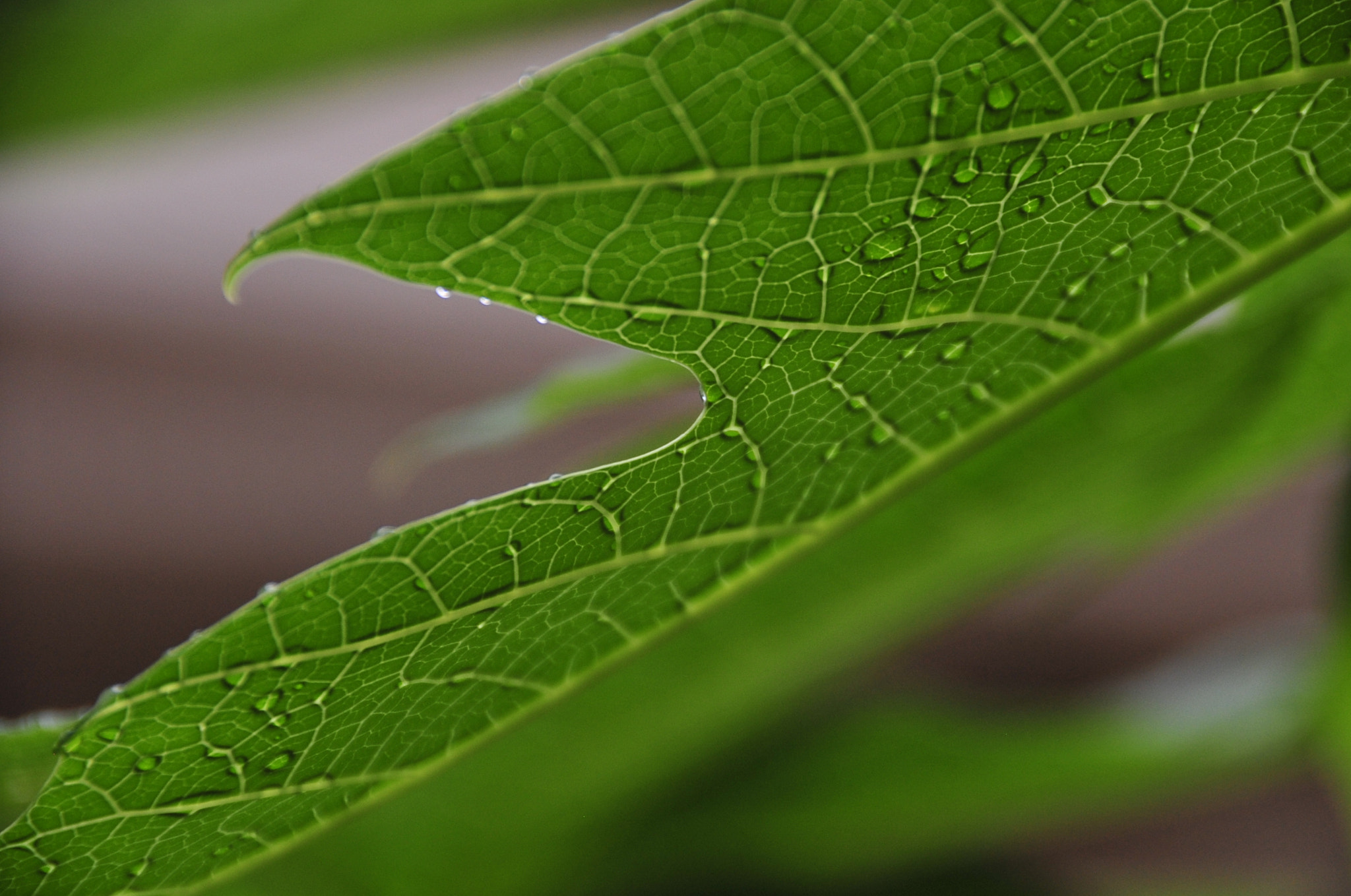 Nikon D3 sample photo. .. photography