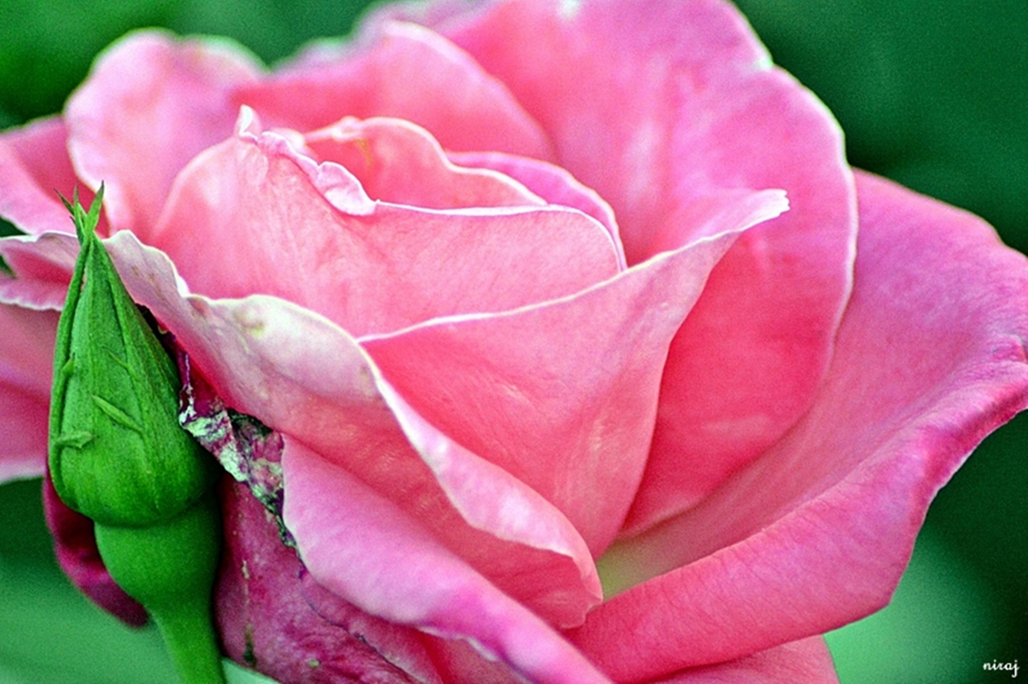 Nikon AF Nikkor 70-300mm F4-5.6G sample photo. Pink rose...natures gift to mankind photography