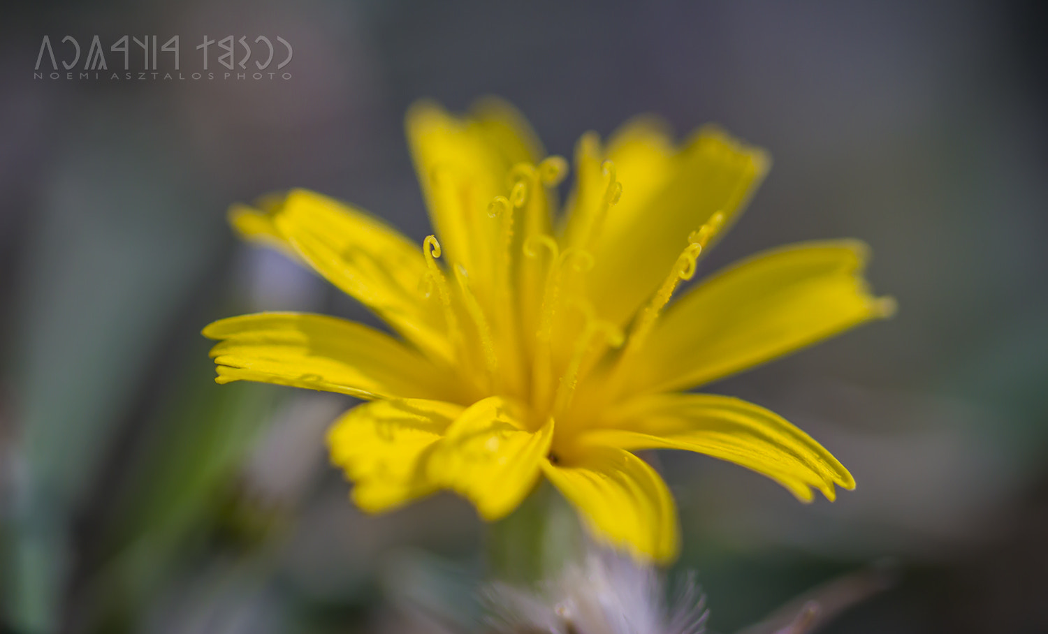 Canon EOS 7D sample photo. Yellow petals photography