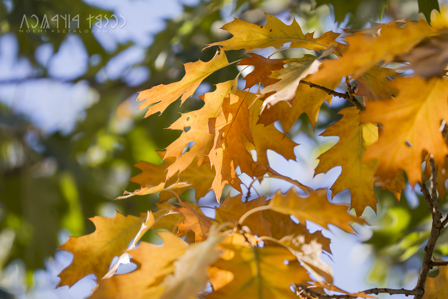 Canon EOS 7D sample photo. Colorful autumn photography