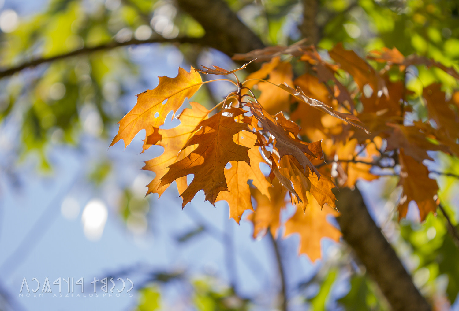 Canon EOS 7D sample photo. Sunshine on leaves photography