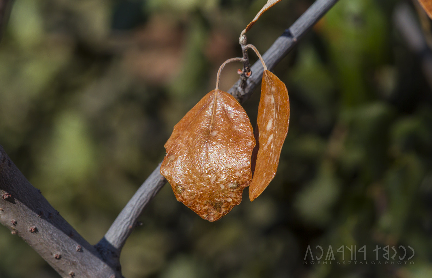 Canon EOS 7D sample photo. Last leaves of tree photography