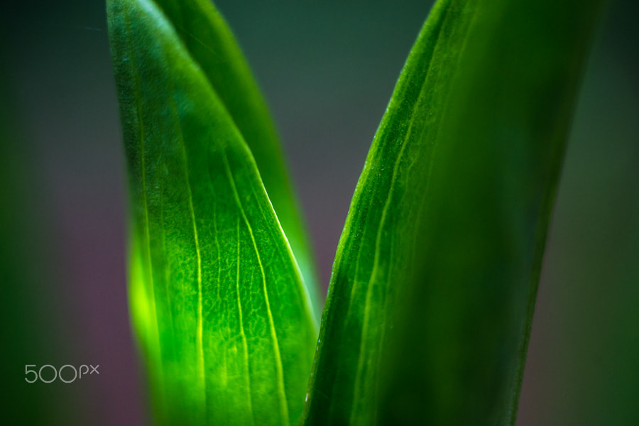 Sony a99 II + MACRO 50mm F2.8 sample photo. Autoluminescence photography