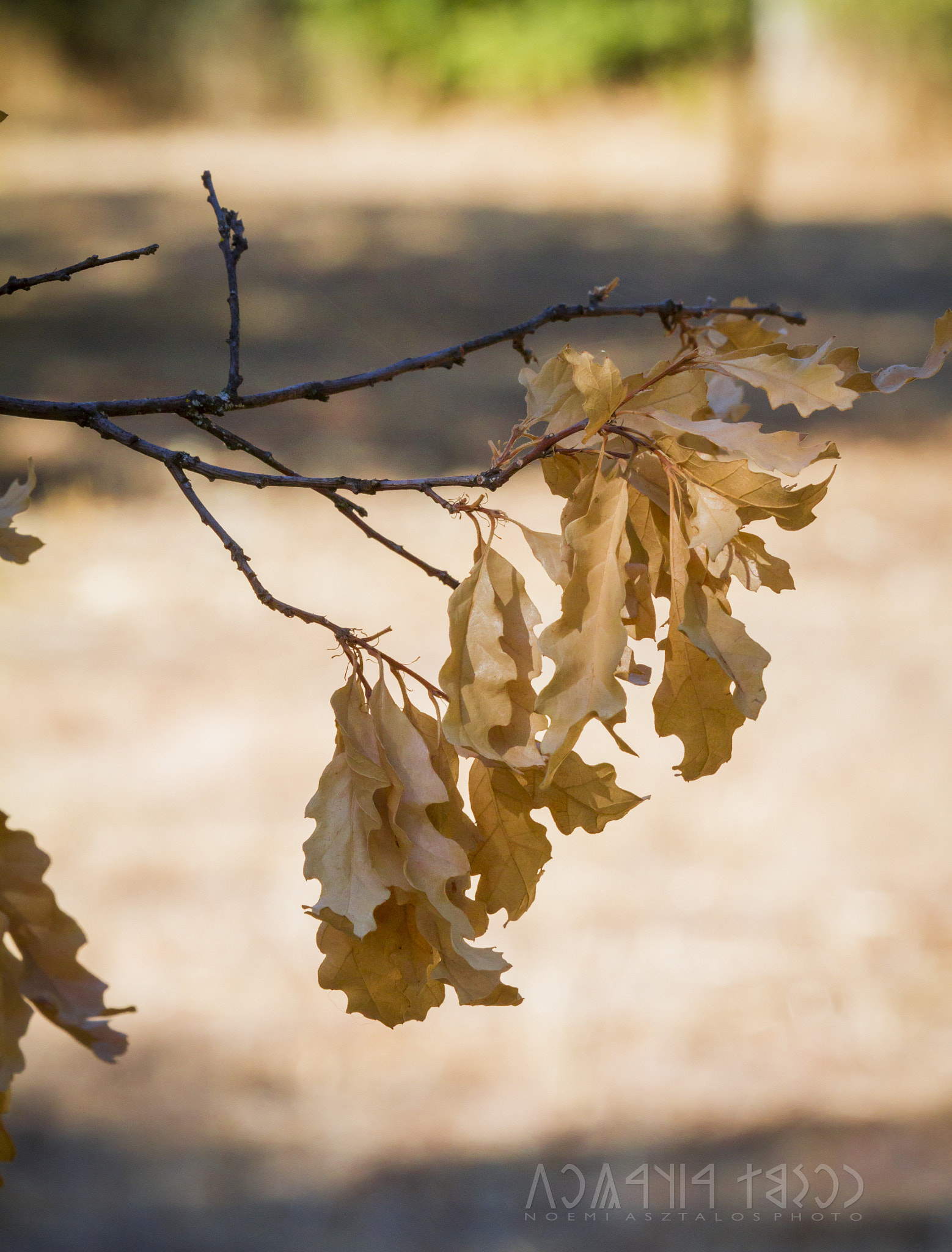 Canon EOS 7D sample photo. Dry leaves photography