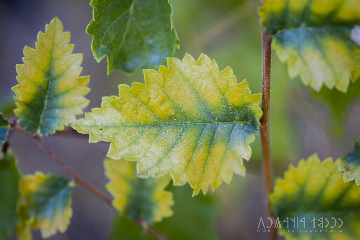 Canon EF 180mm F3.5L Macro USM sample photo. Yellow-green photography