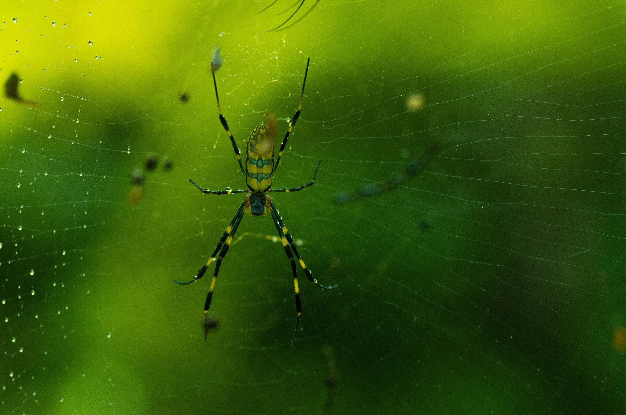 Pentax K-5 + Tamron SP AF 90mm F2.8 Di Macro sample photo. Spider spider photography