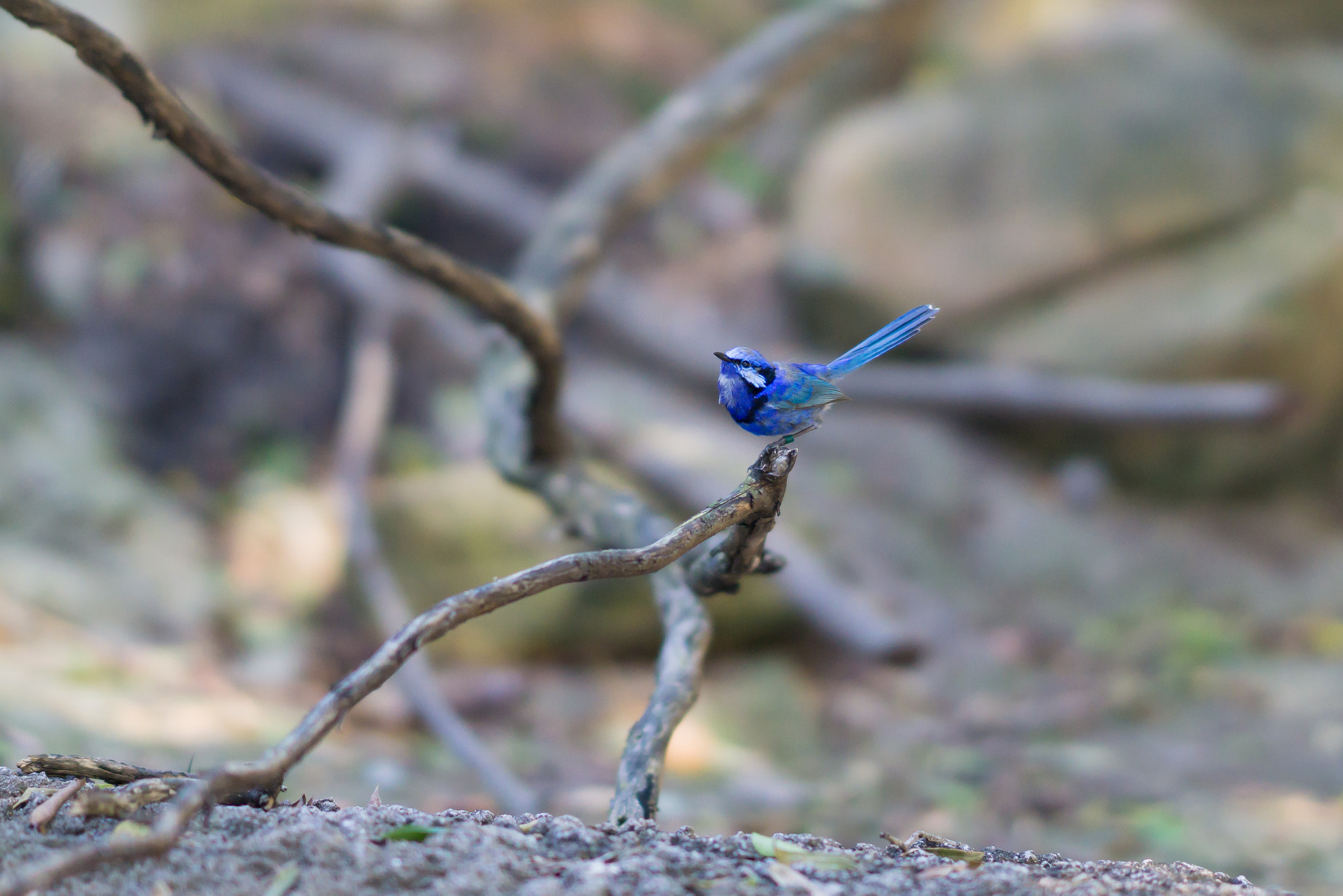 Sony FE 85mm F1.4 GM sample photo. Blue wren photography