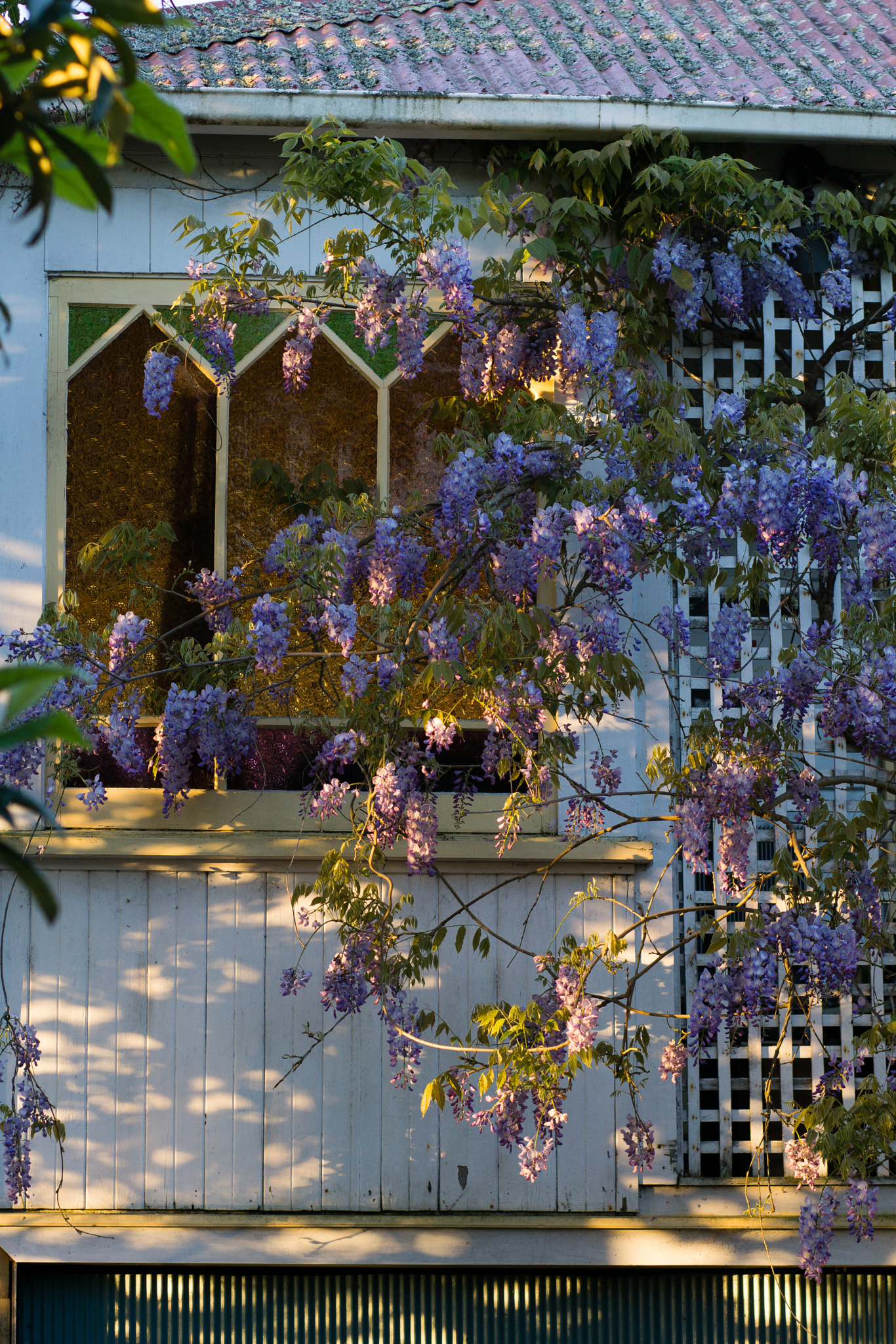85mm F1.8 sample photo. Old vilas in mt eden photography