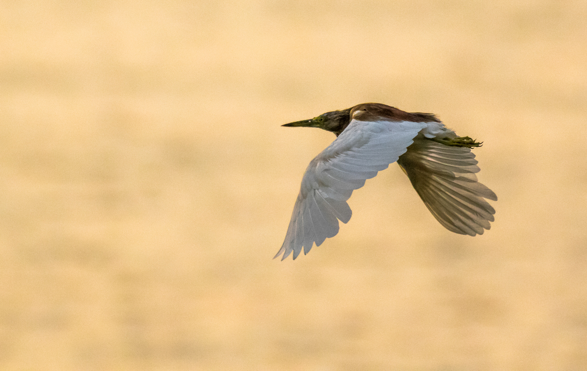 Nikon AF-S Nikkor 200-500mm F5.6E ED VR sample photo. Heading home.... photography