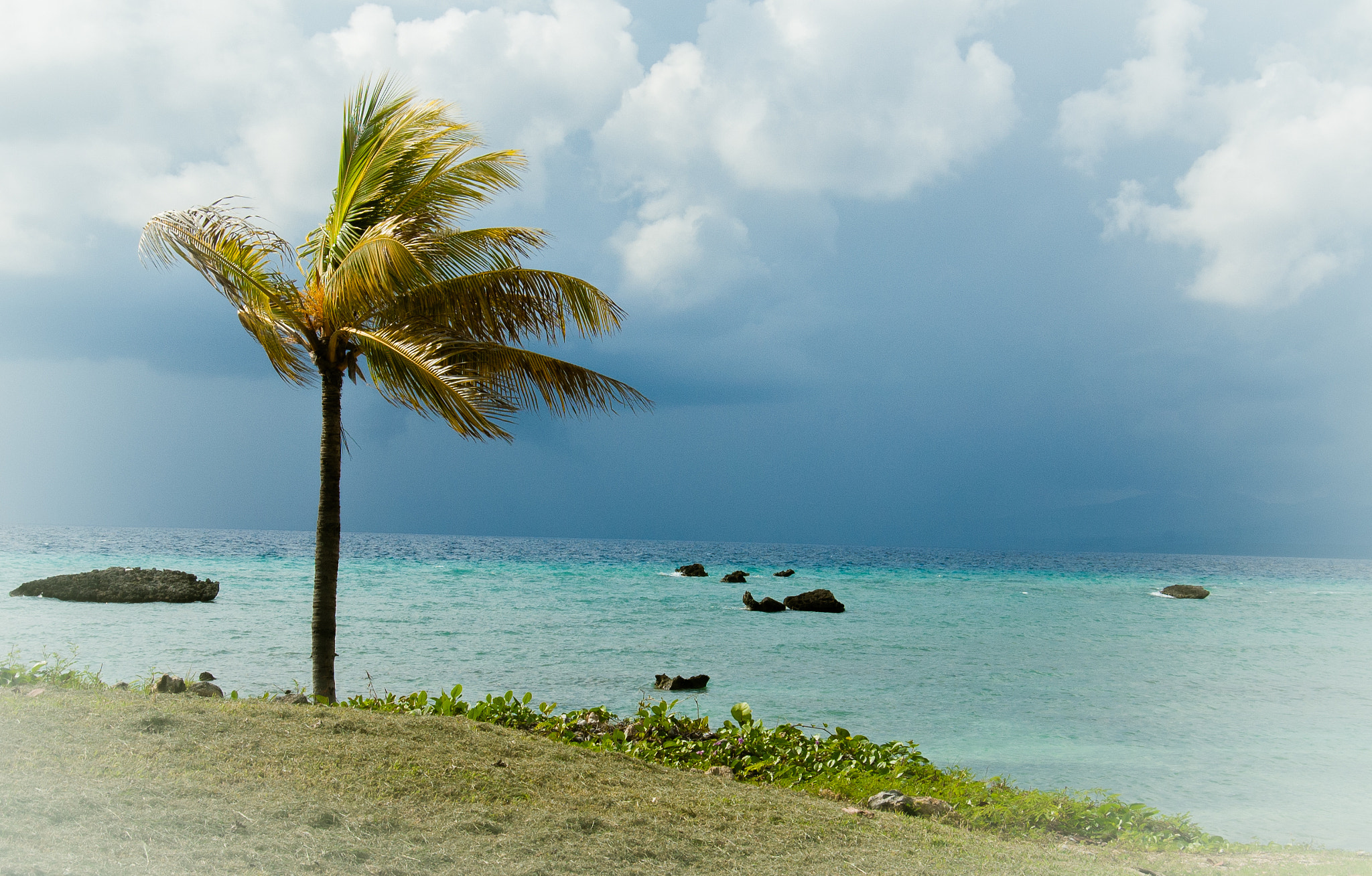Nikon D70s sample photo. One palm photography