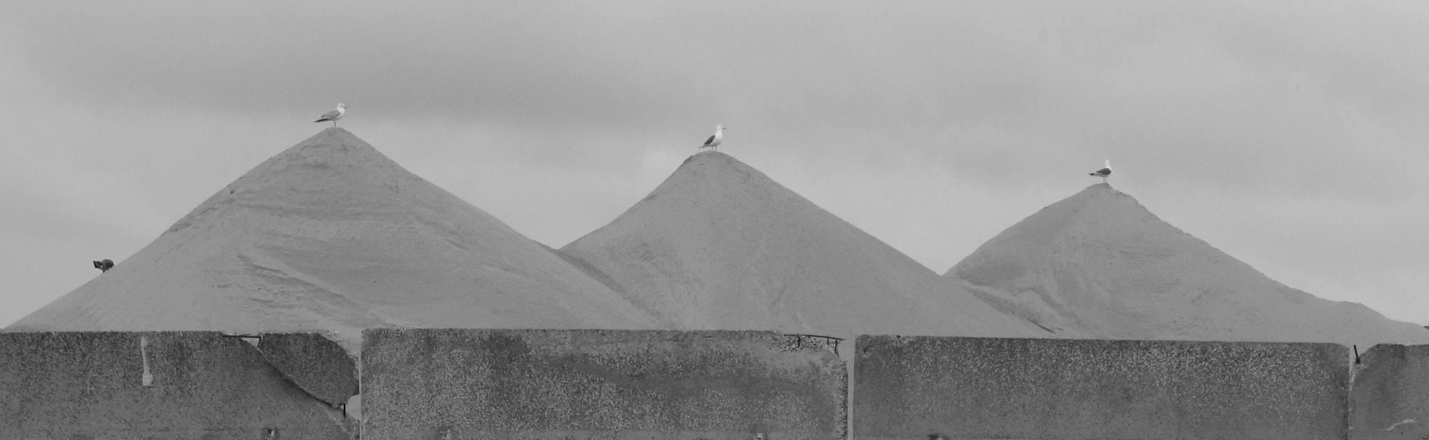 Canon POWERSHOT G7 sample photo. Mouettes a calais photography