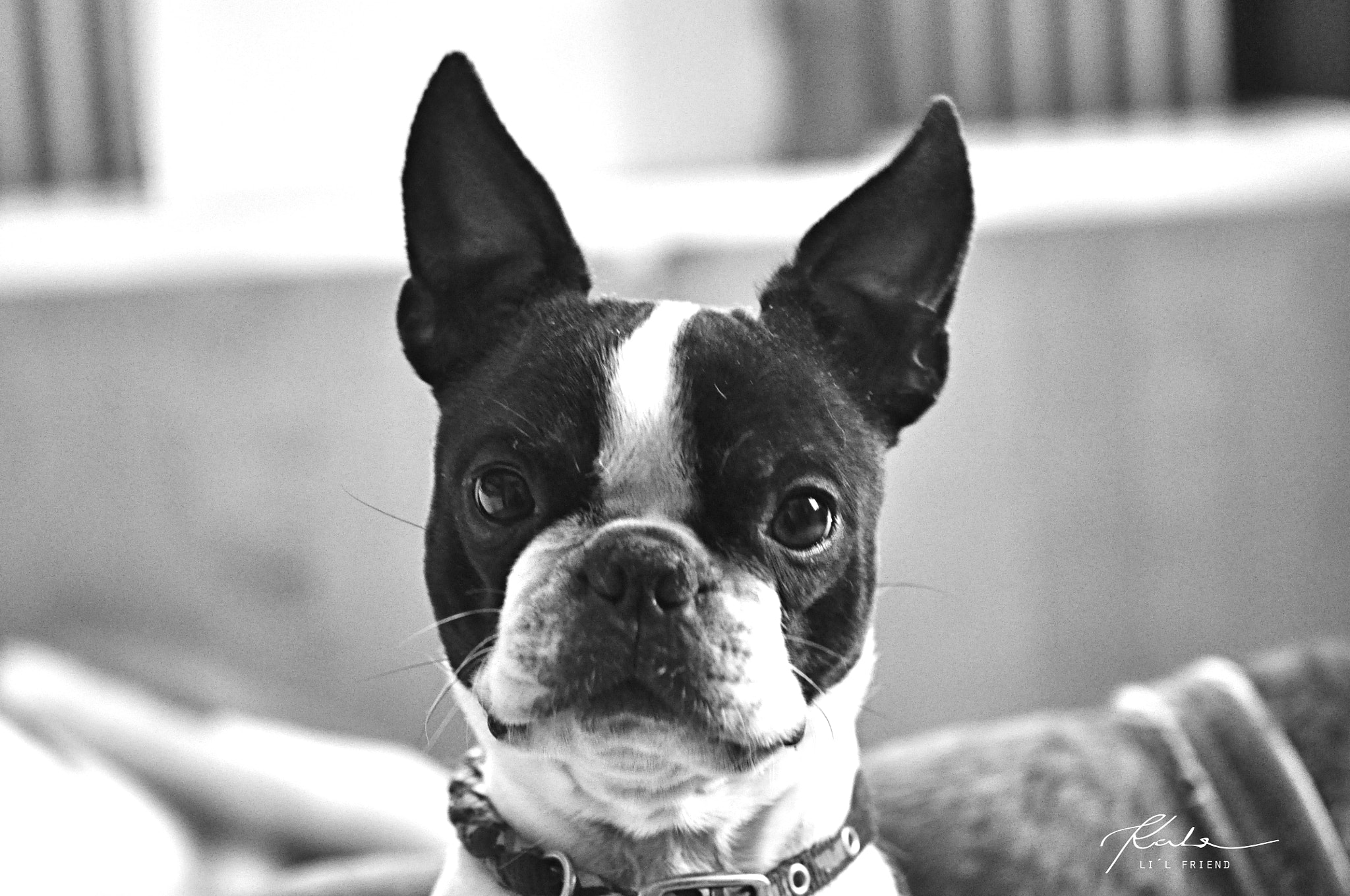 Nikon AF-S Micro-Nikkor 60mm F2.8G ED sample photo. Lil friend photography
