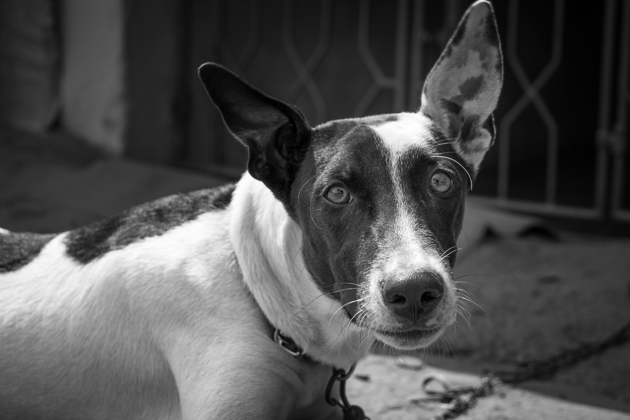 Samsung NX300M + Samsung NX 18-55mm F3.5-5.6 OIS sample photo. Goa street dog photography