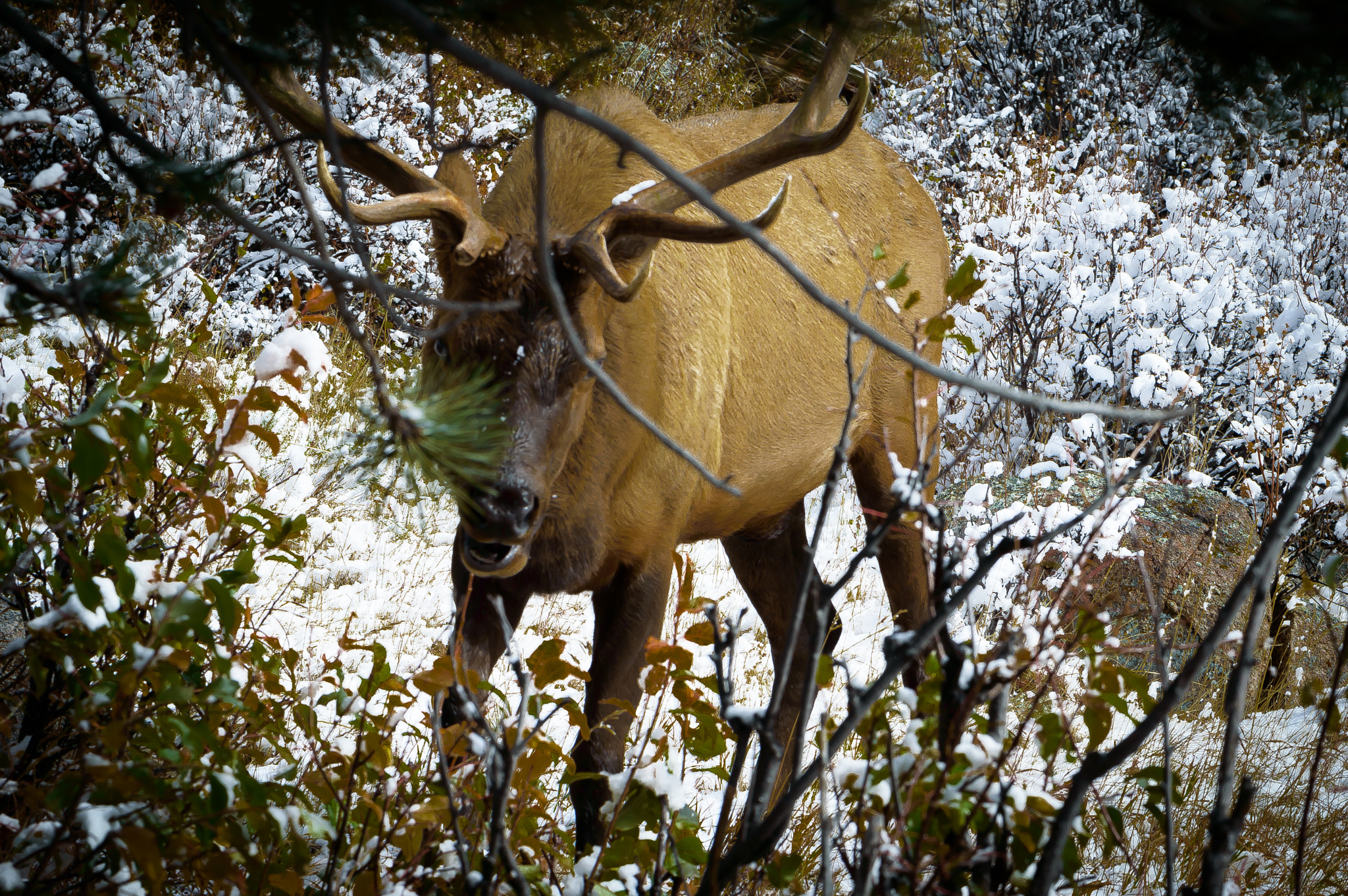 Nikon D3200 + Sigma 105mm F2.8 EX DG Macro sample photo. Elk photography