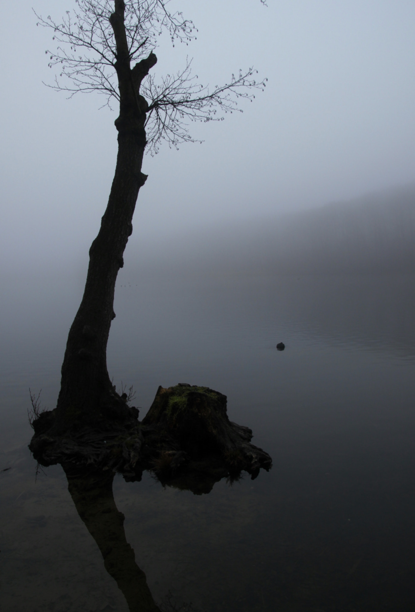 Canon EOS 500D (EOS Rebel T1i / EOS Kiss X3) sample photo. Bare tree in water photography