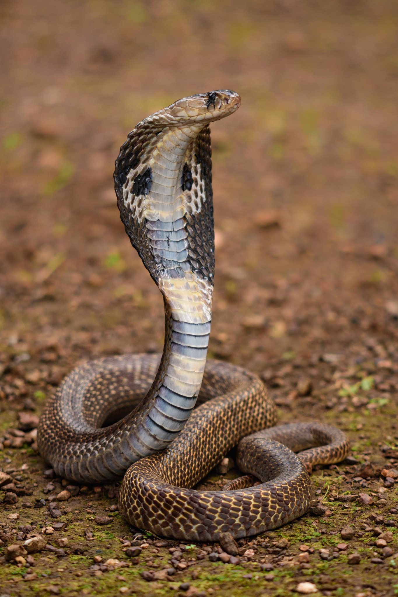Sigma 105mm F2.8 EX DG OS HSM sample photo. Naja naja - the spectabled cobra photography