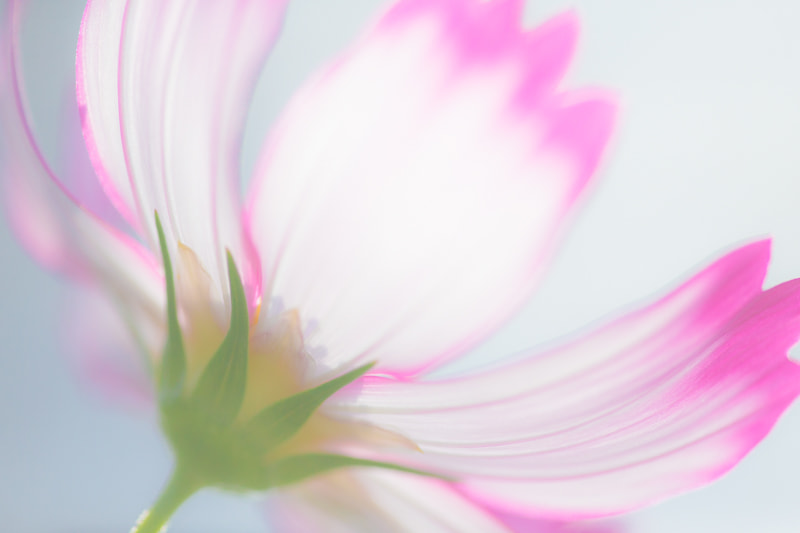 Canon EF 180mm F3.5L Macro USM sample photo. Cosmos photography