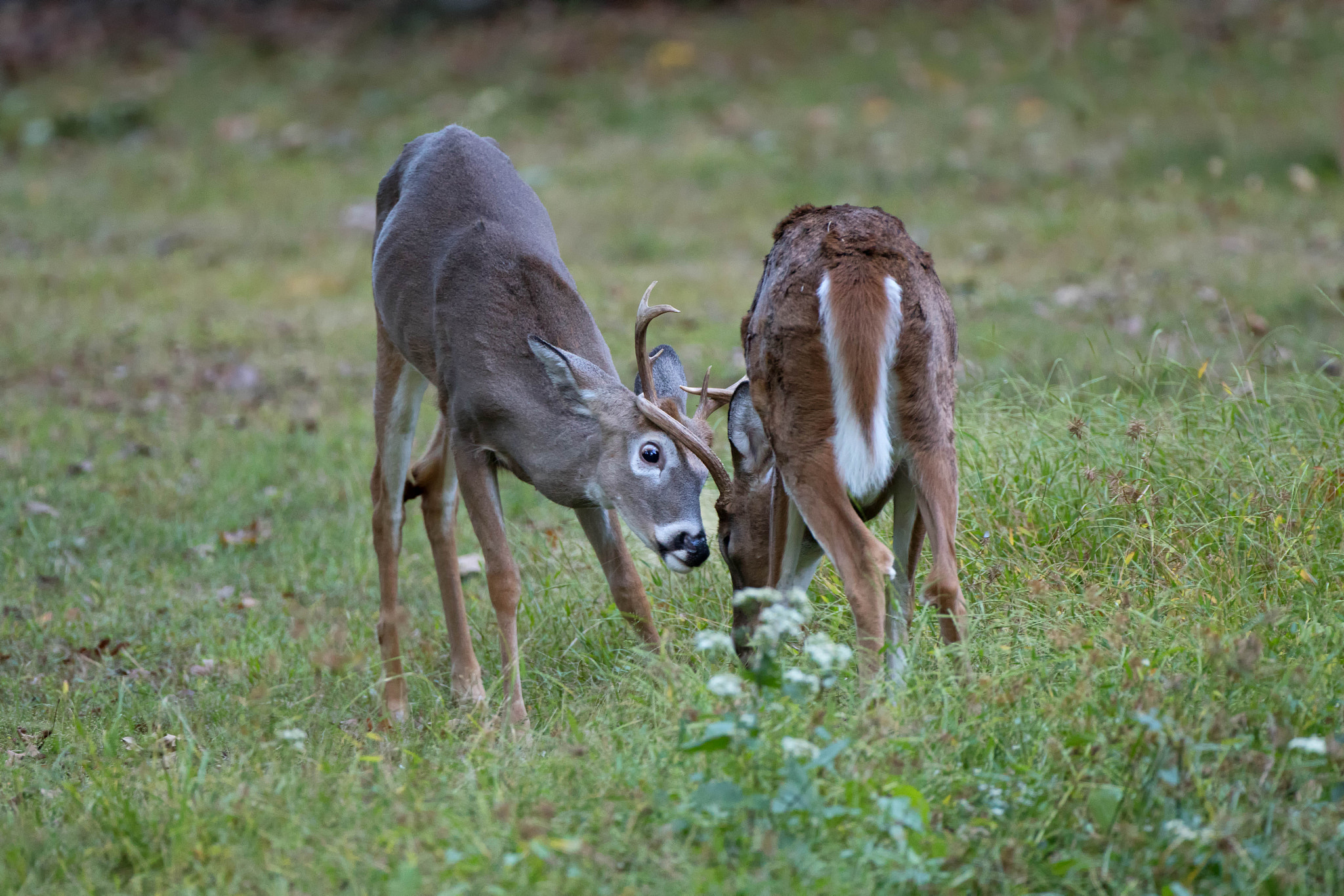 Canon EOS 80D + Canon EF 500mm F4L IS USM sample photo. Buck rut photography