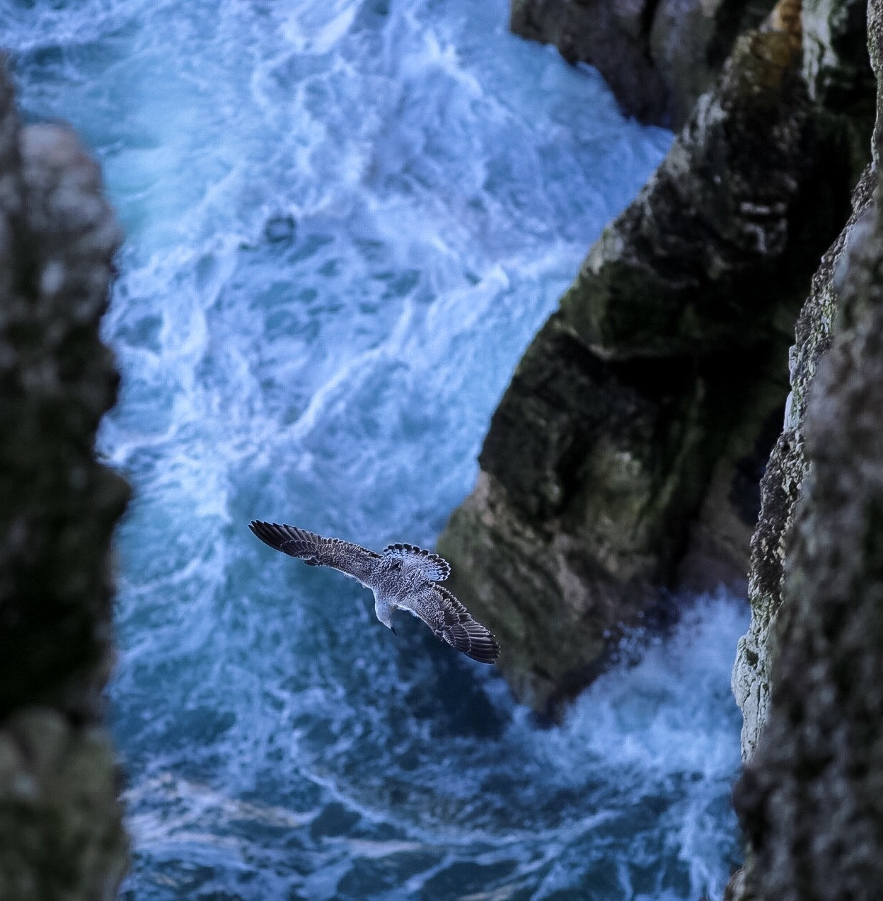 Canon EOS 6D + Canon EF 300mm F4L IS USM sample photo. Updraft photography