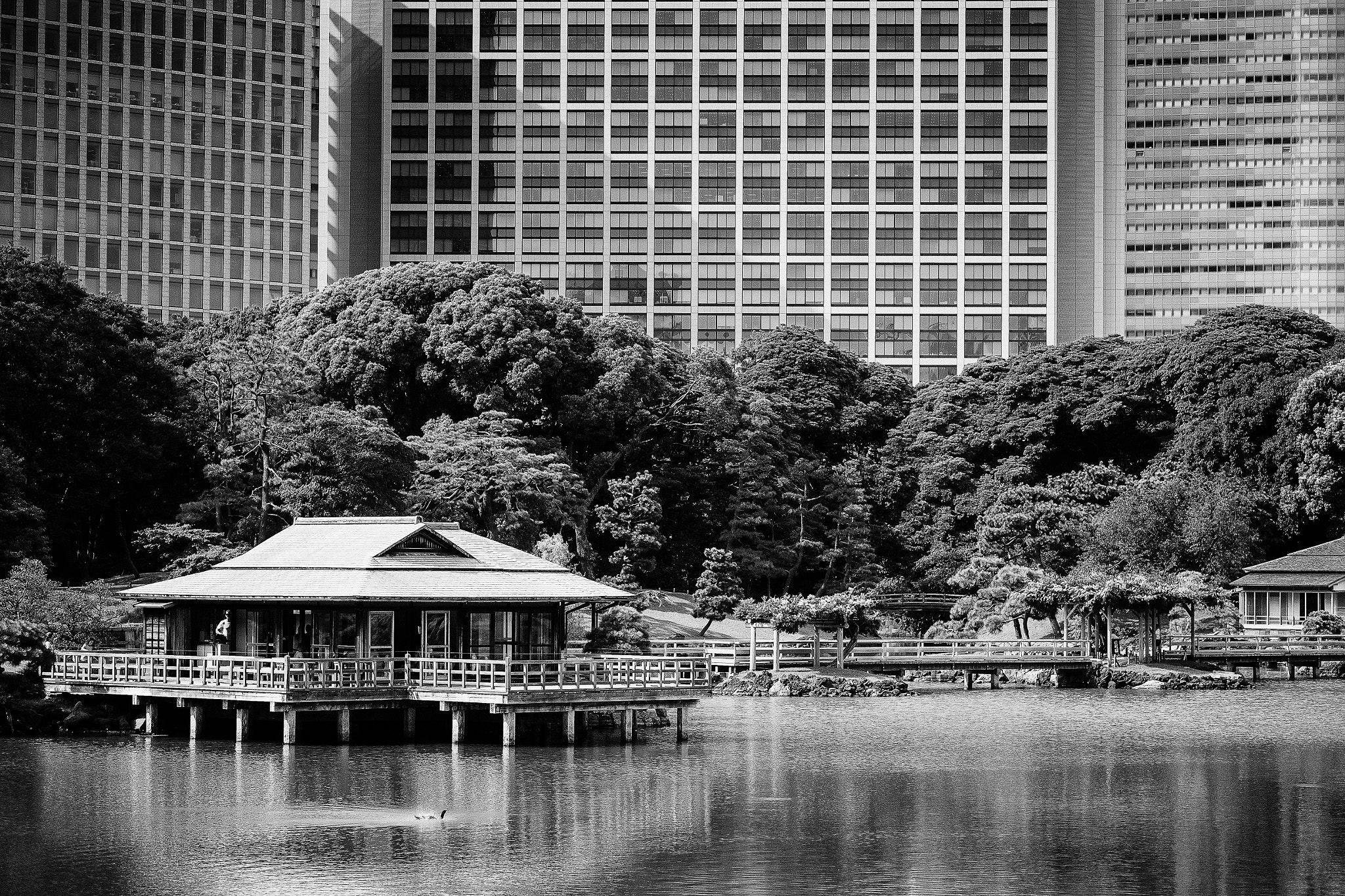 Fujifilm X-E1 + Fujifilm XF 60mm F2.4 R Macro sample photo. Shiori no-ike photography