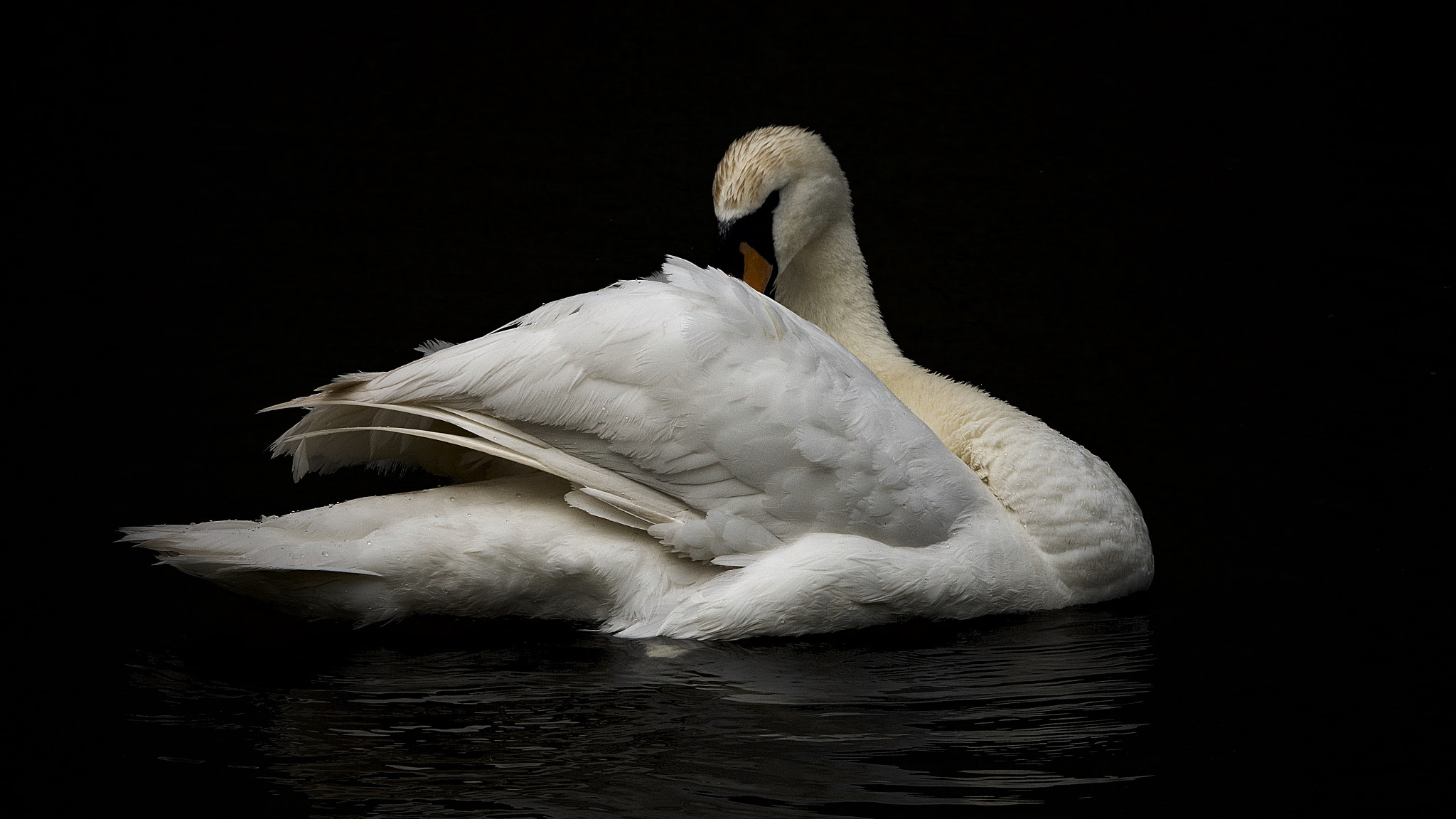 Canon EOS-1Ds Mark III + Canon EF 300mm F2.8L IS USM sample photo. Swan. photography