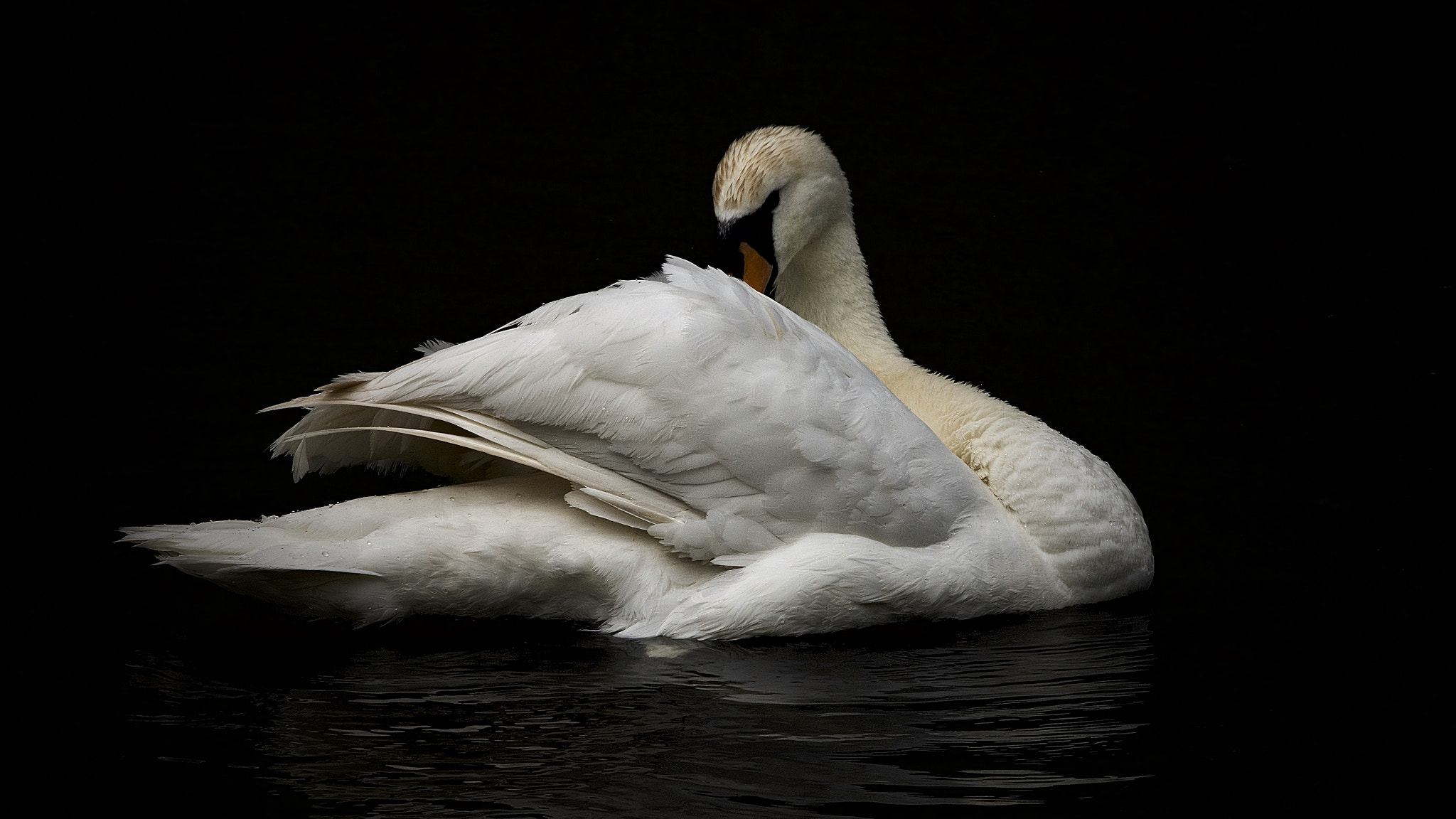 Canon EF 300mm F2.8L IS USM sample photo. Swan. photography