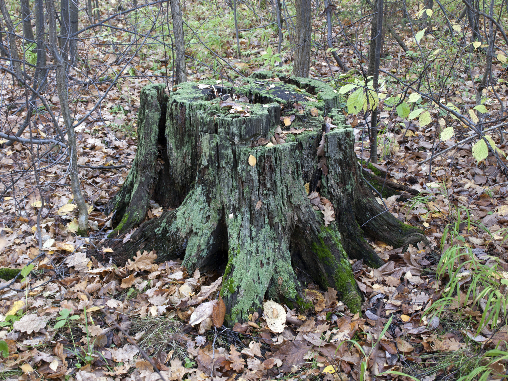 Olympus E-450 (EVOLT E-450) + OLYMPUS 14-42mm Lens sample photo. Stump, similar to the neighbor photography