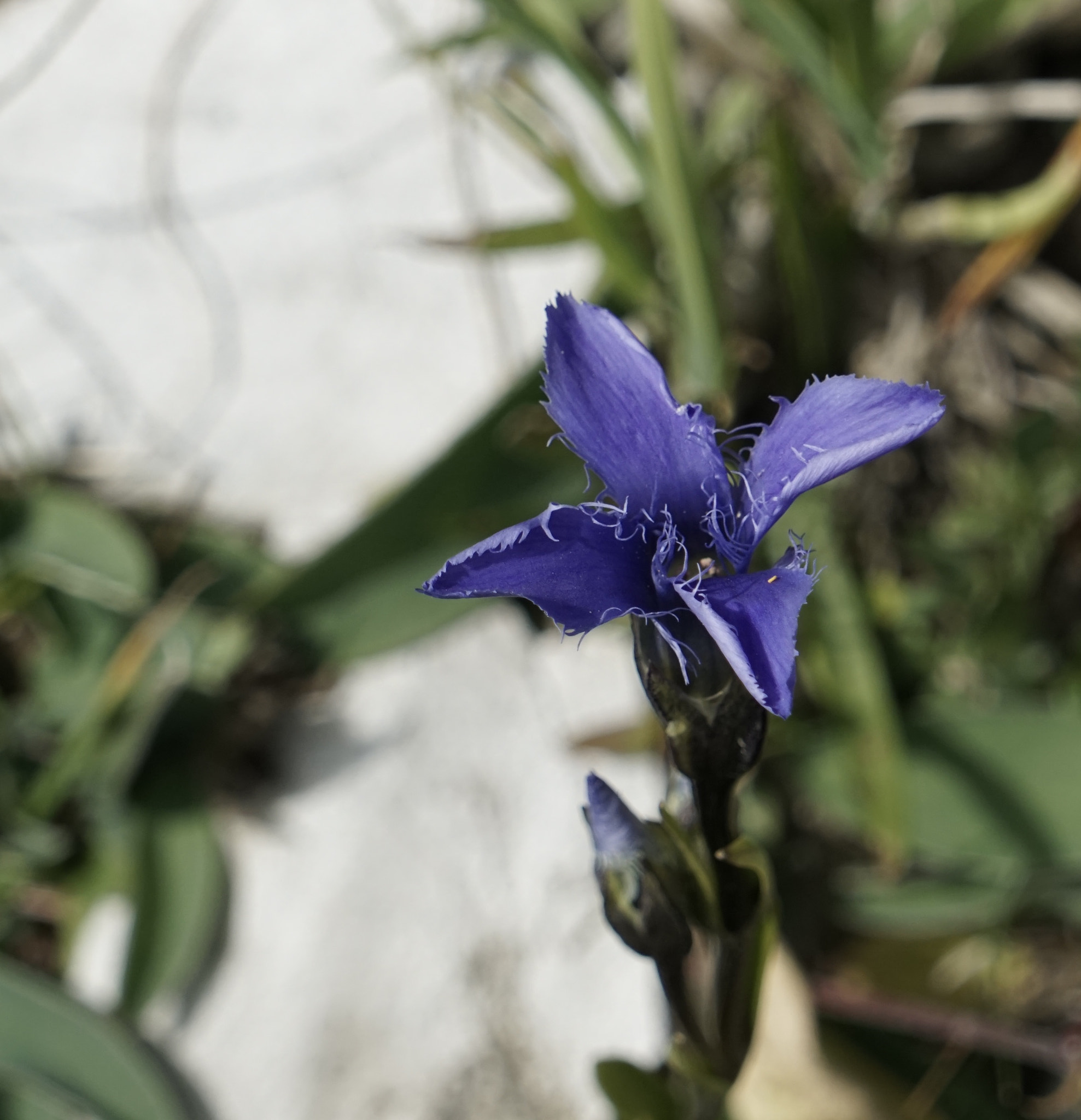 Sony FE 24-240mm F3.5-6.3 OSS sample photo. Flower in lenzerheide photography