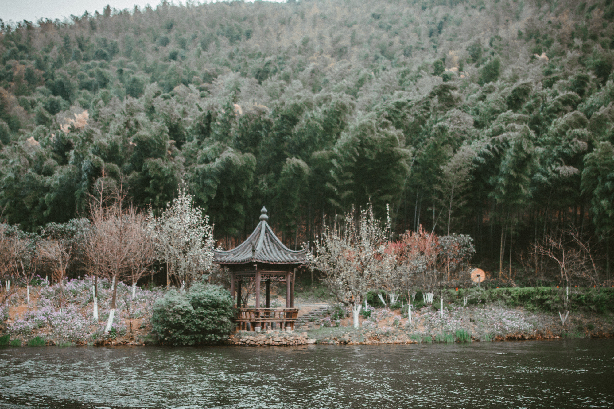 Sigma 24mm F1.4 DG HSM Art sample photo. Bamboo forests are amazing photography