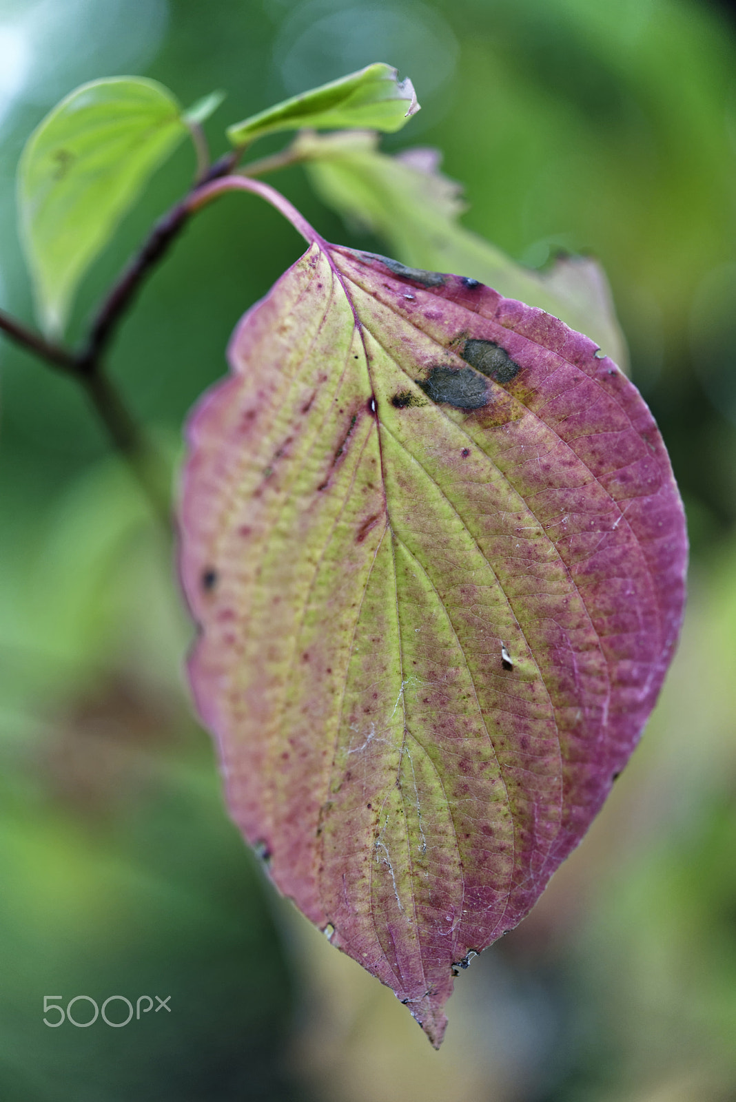 Nikon AF-S Micro-Nikkor 60mm F2.8G ED sample photo