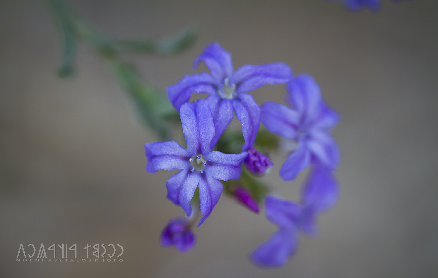 Canon EF 180mm F3.5L Macro USM sample photo. Purple autumn photography