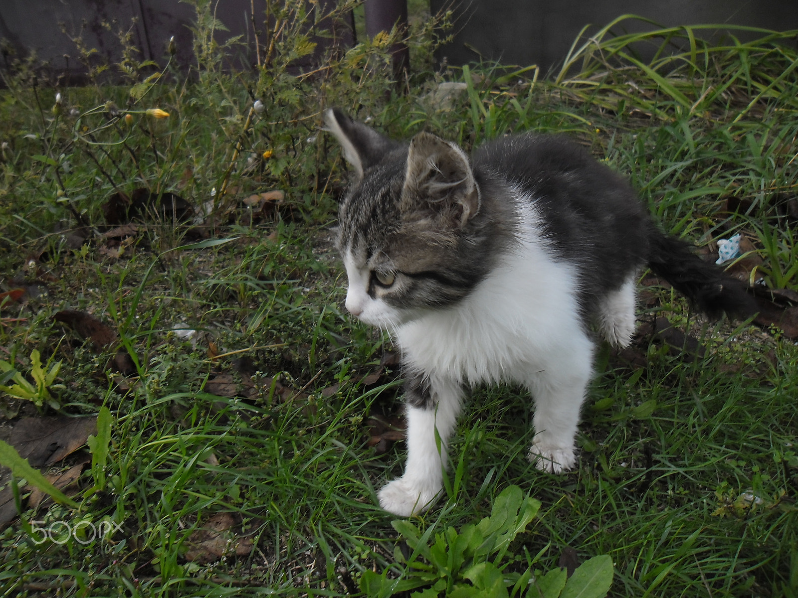 Samsung ES90/ ES91 sample photo. " kitten "... photography