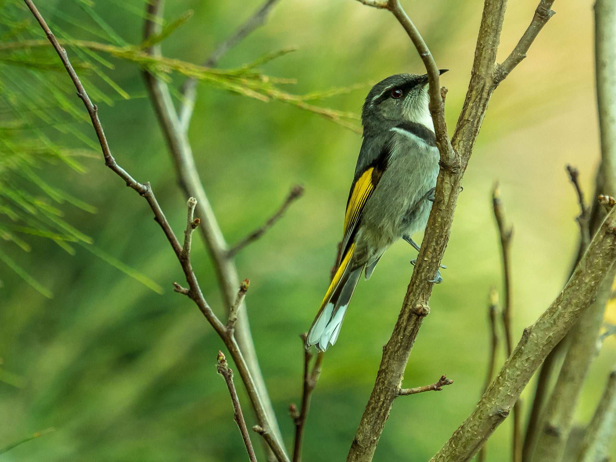 Olympus OM-D E-M5 II + Olympus M.Zuiko Digital ED 40-150mm F2.8 Pro sample photo. Eastern yellow robin photography