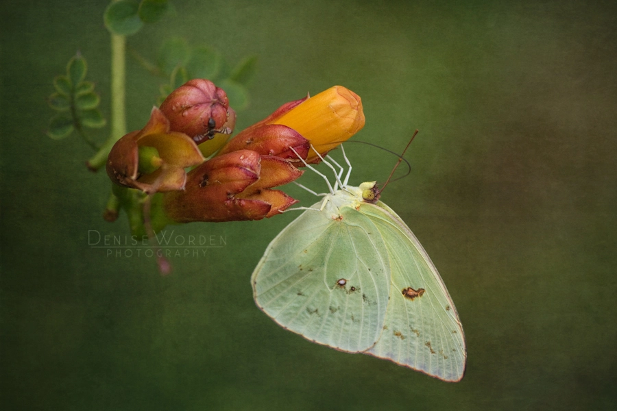 Canon EF-S 55-250mm F4-5.6 IS sample photo. Cloudless sulphur butterfly photography