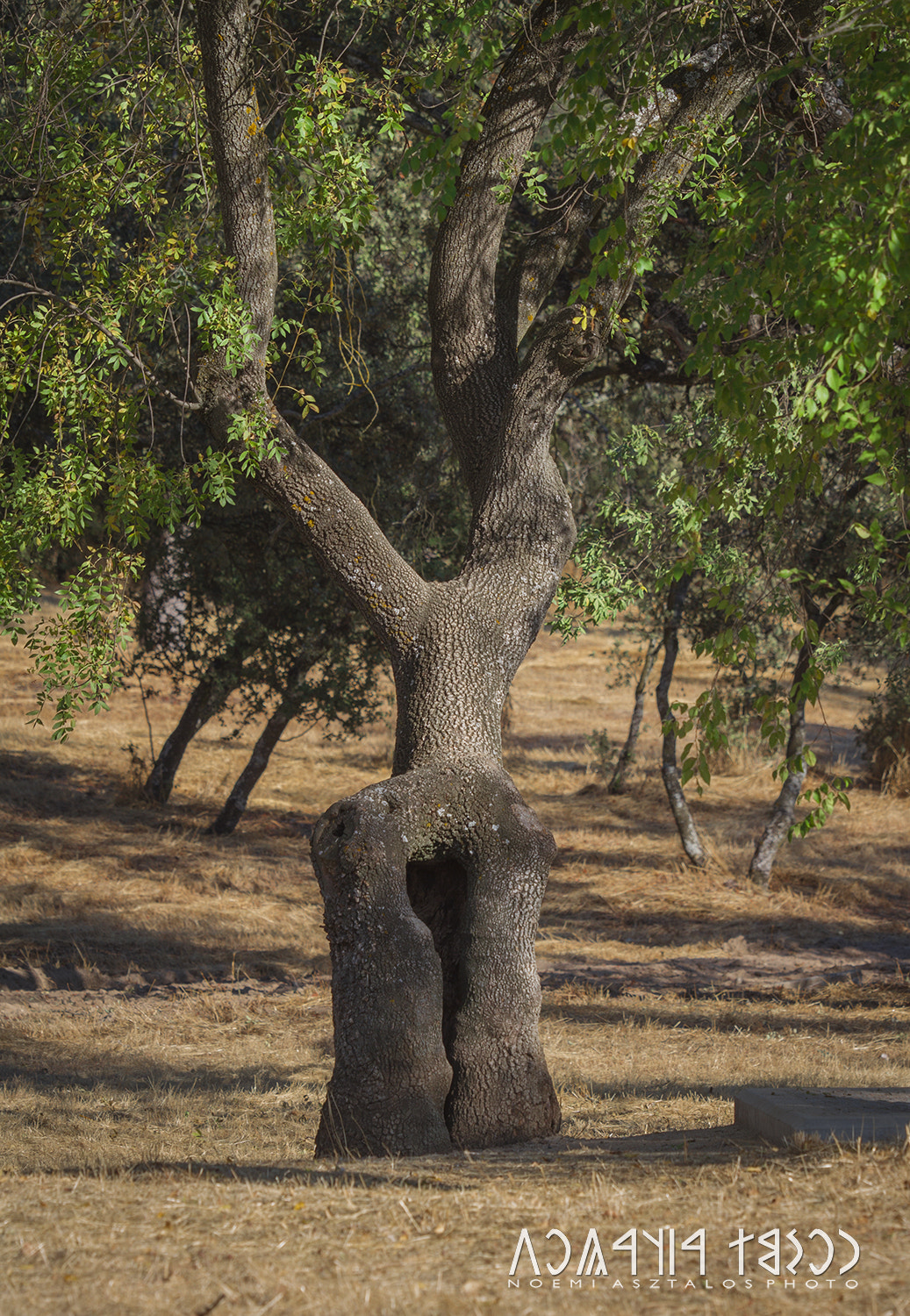 Canon EOS 7D sample photo. Interesting tree photography