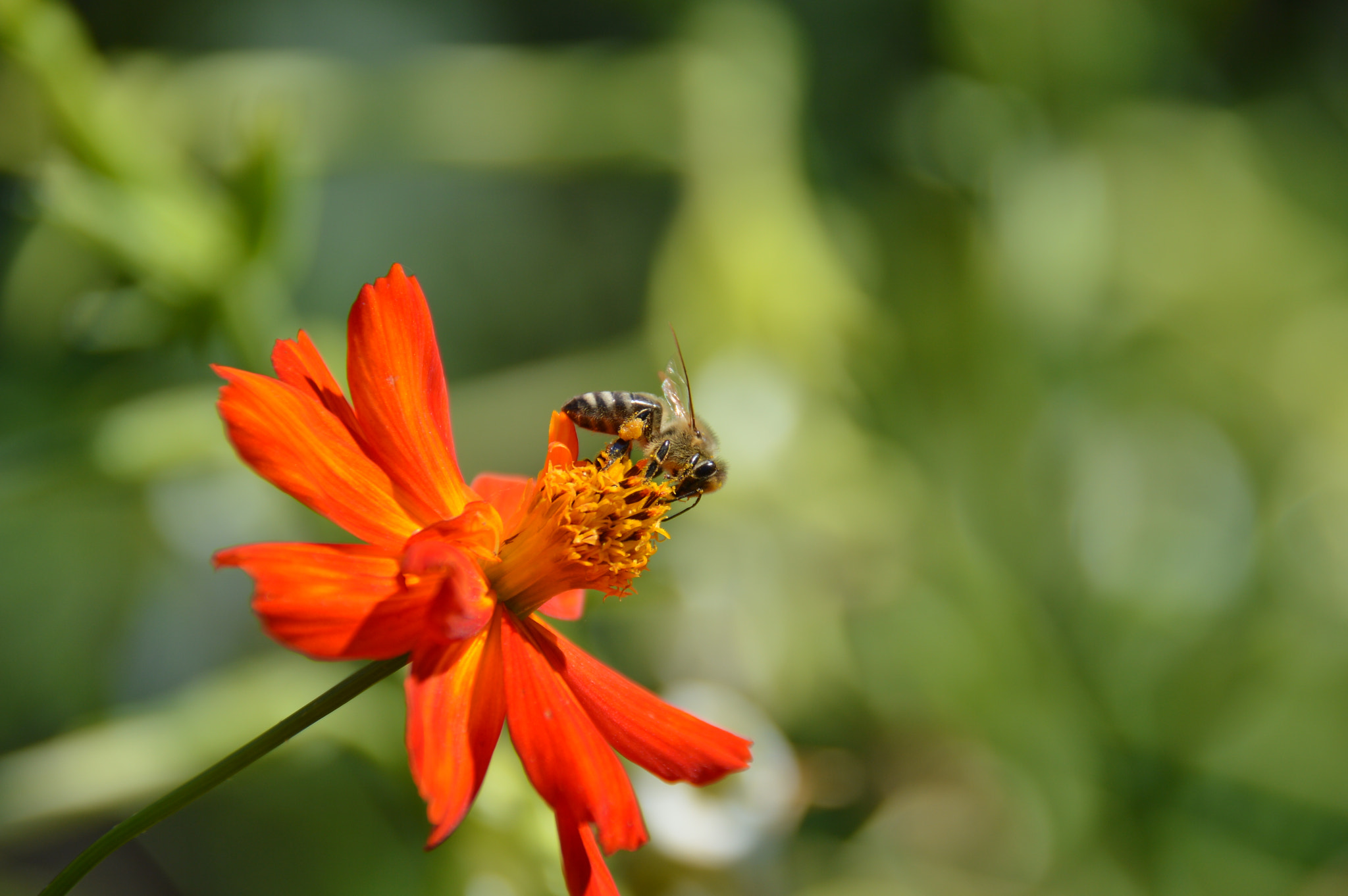 Nikon D3200 + Nikon AF-S DX Nikkor 18-300mm F3.5-5.6G ED VR sample photo. Flower photography