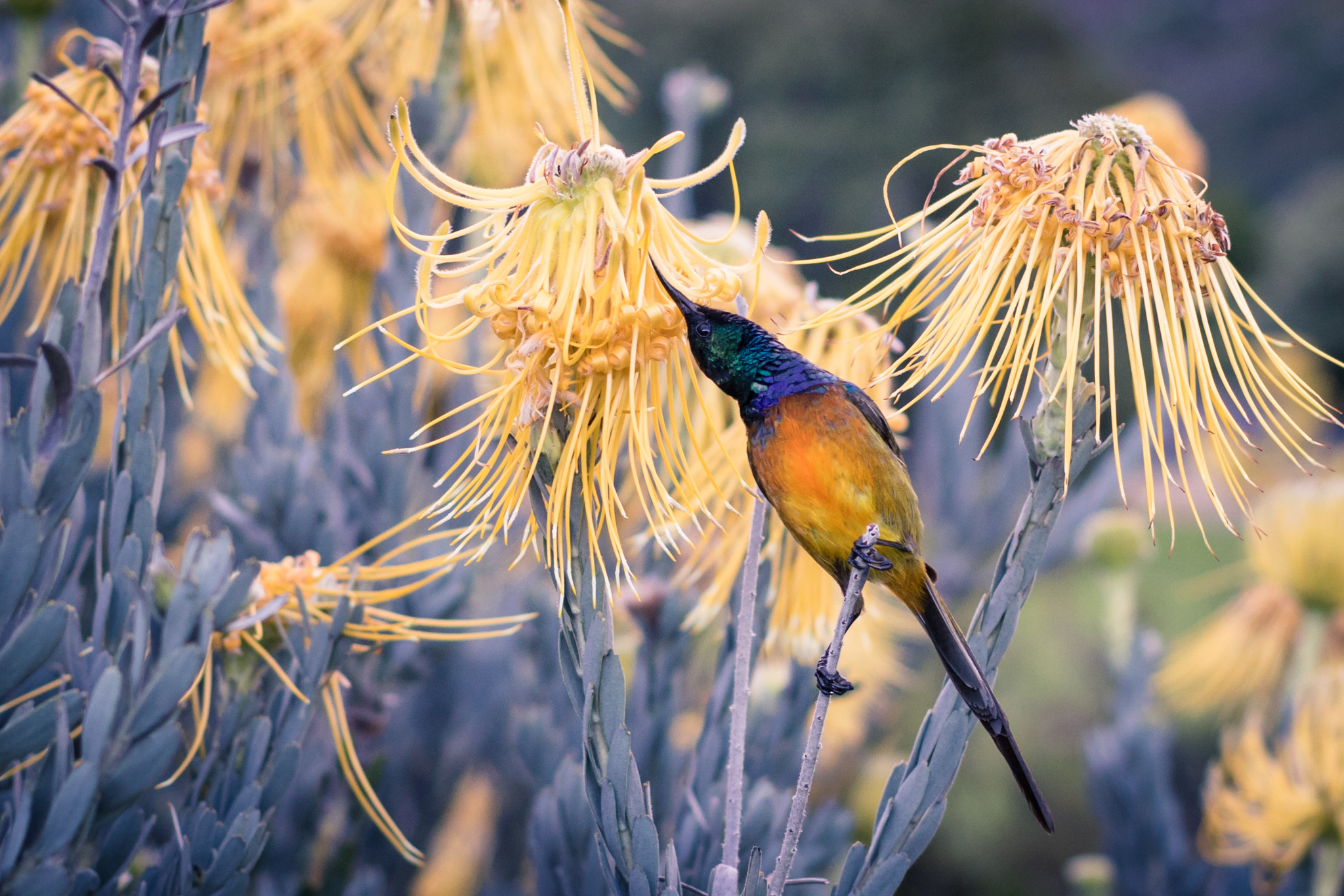 Canon EF 40mm F2.8 STM sample photo. Protea sunbird photography