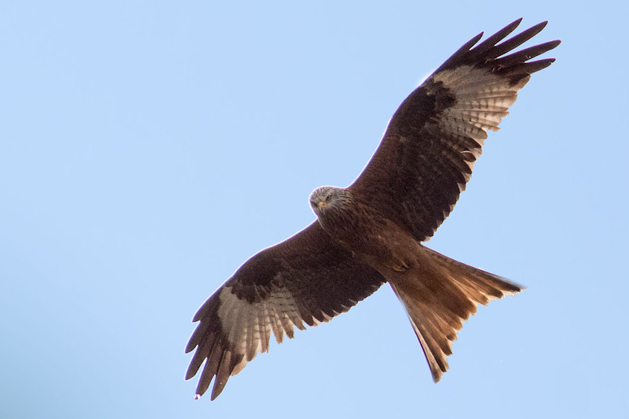 Canon EF 300mm F4L IS USM sample photo. Rot milan photography