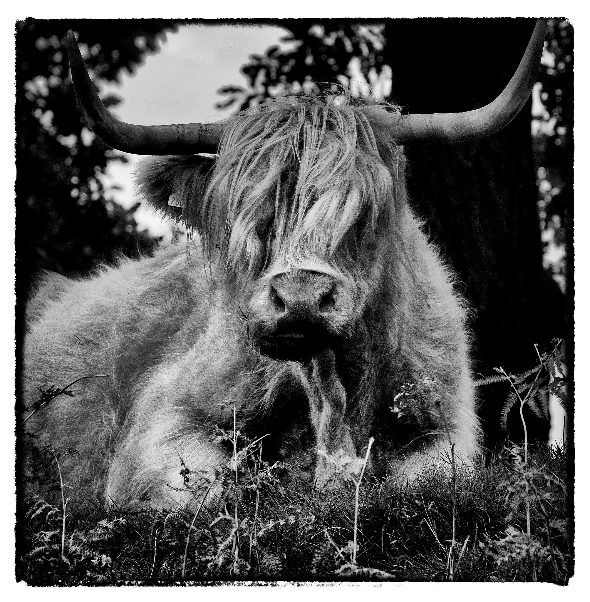 Nikon D200 + Sigma 150mm F2.8 EX DG Macro HSM sample photo. Highland cattle photography