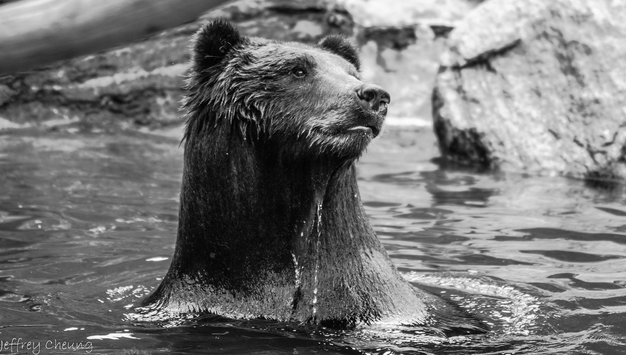 Canon EF 70-200mm F2.8L USM sample photo. Taking a dip photography