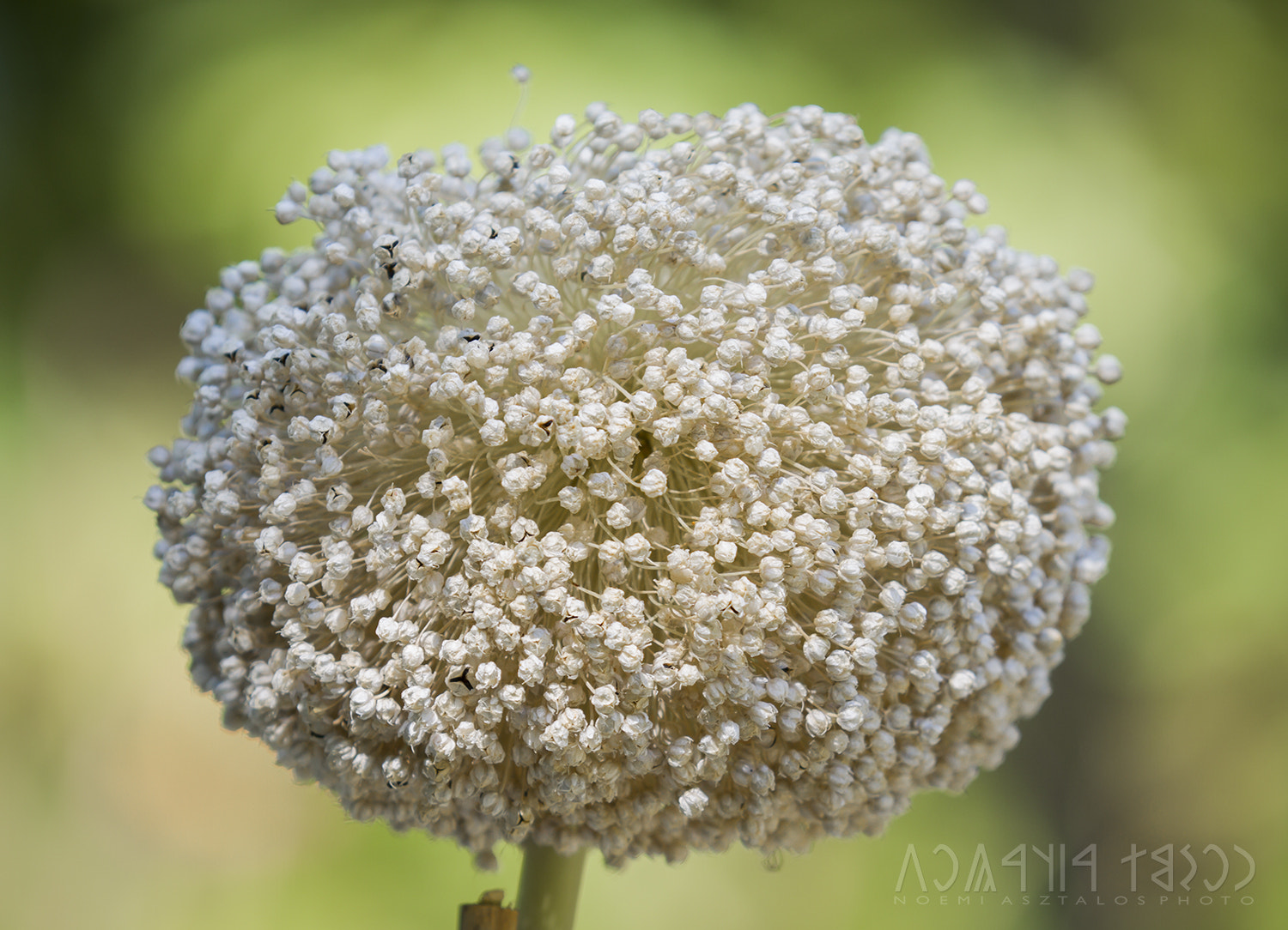 Canon EF 180mm F3.5L Macro USM sample photo. Onion flower photography