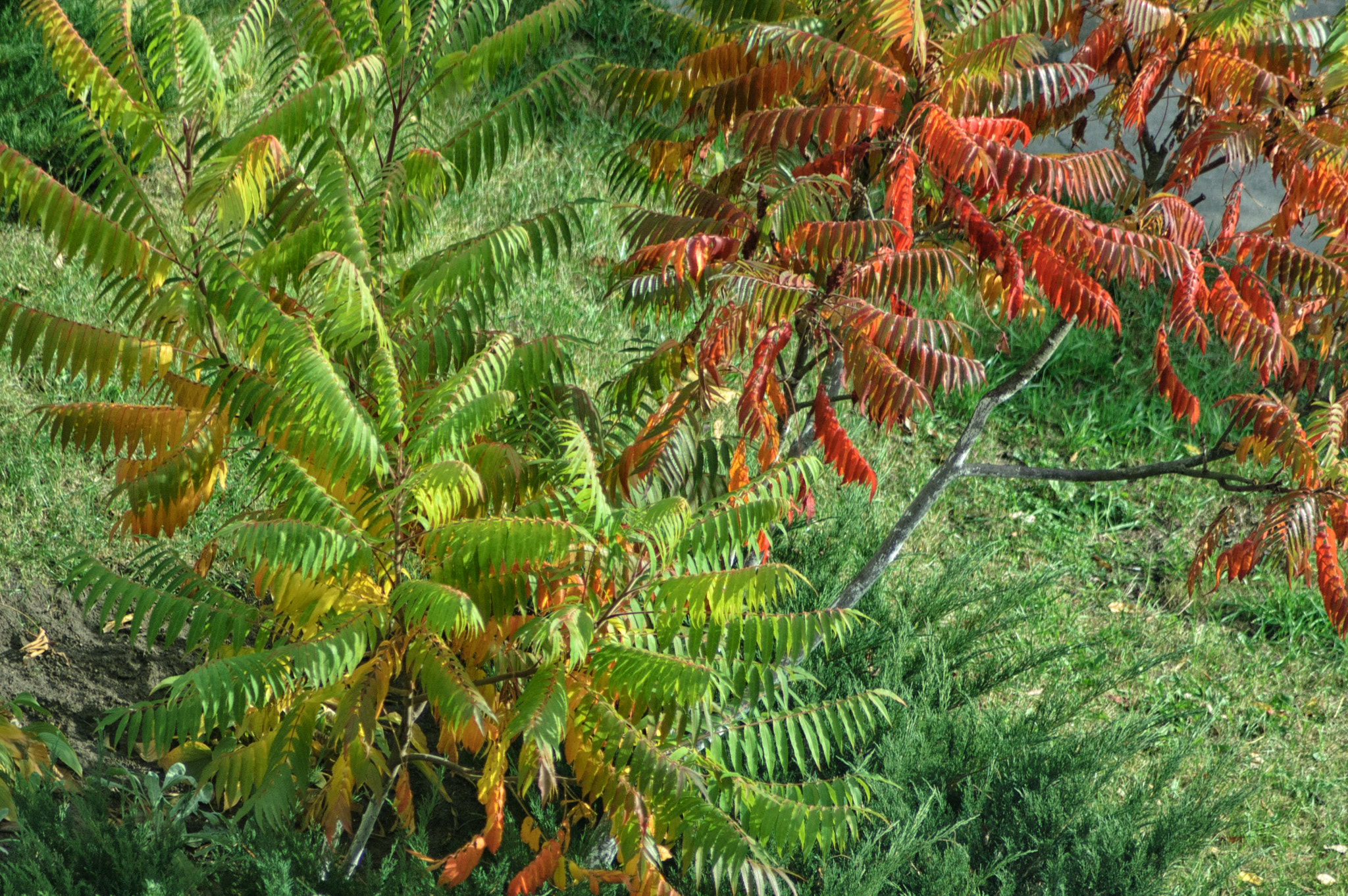 Nikon D70s sample photo. Redgreen photography